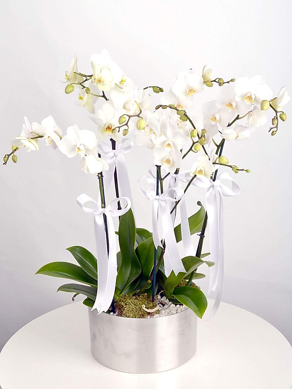 5 Dal Beyaz Orkide