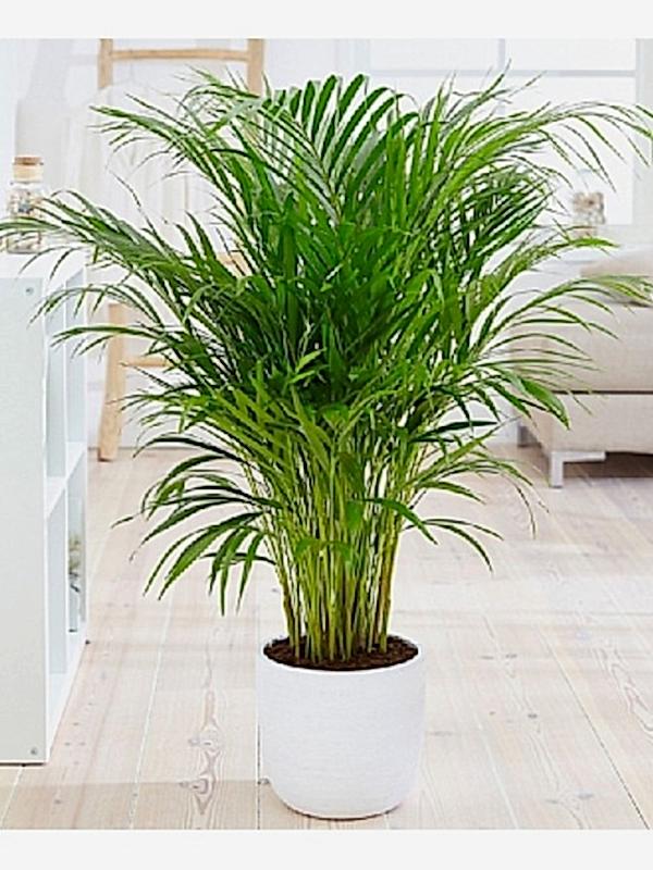 Areca Bitkisi 