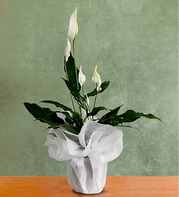 BARIŞ ÇİÇEĞİ SPATİFİLYUM