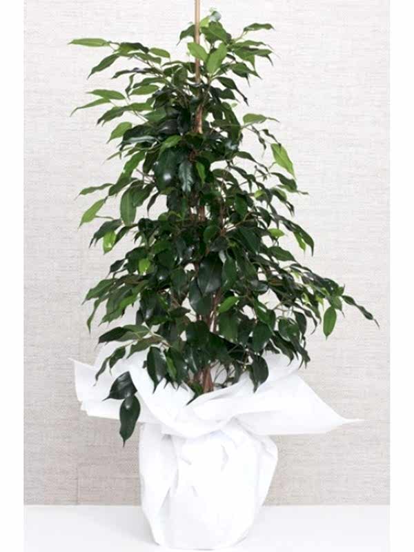 Ficus Benjamin