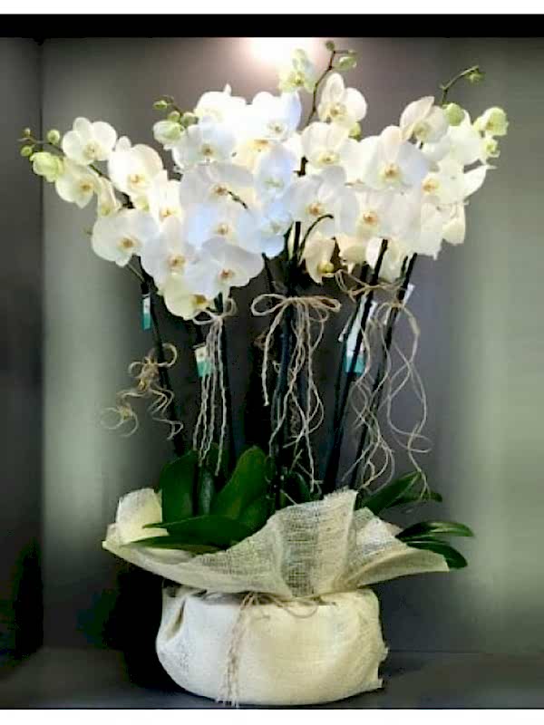 Beyaz Orkideler 