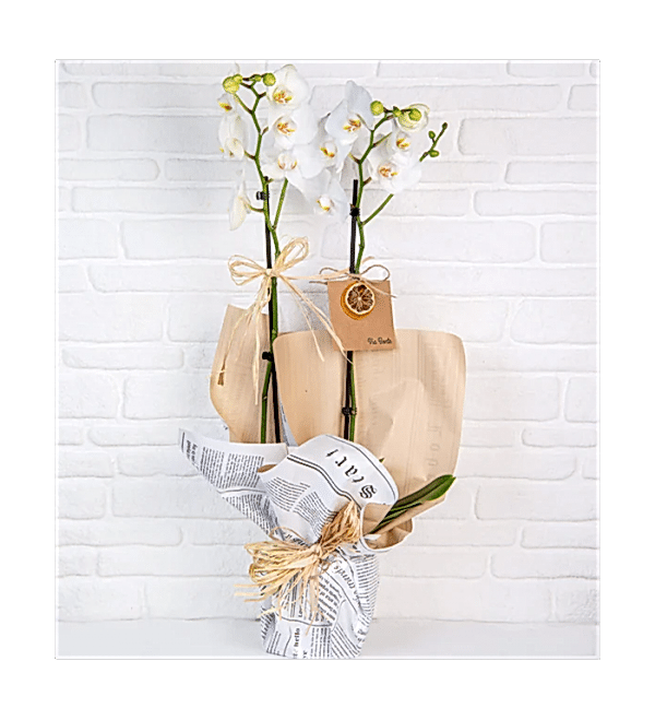 SERAMİK SAKSILI İTHAL JUMBO ÇİÇEKLİ ÇİFT DAL BEYAZ ORKİDE