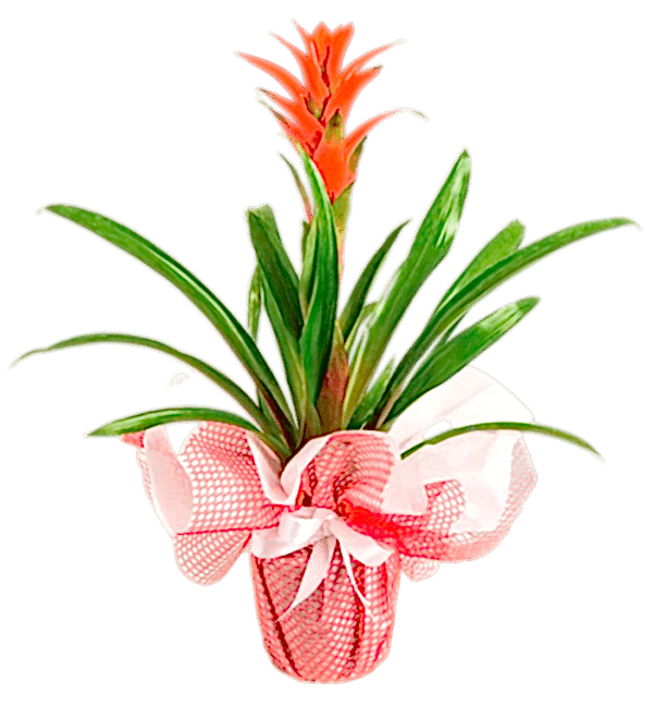 Guzmania Saksı Çiçeği (Jumbo Boy)