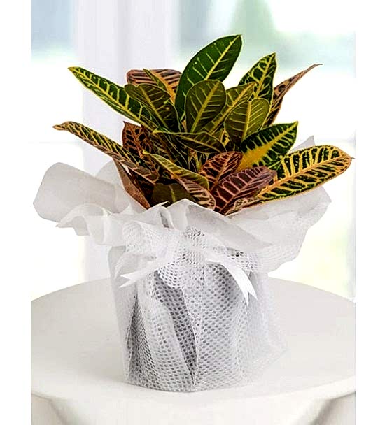 Kraton Petra Bitkisi 