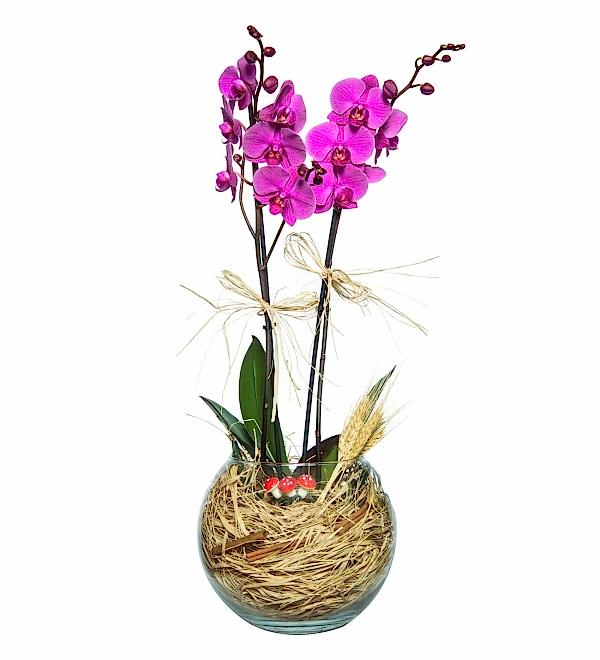 Çift Dal Fanusta Mor Orkide