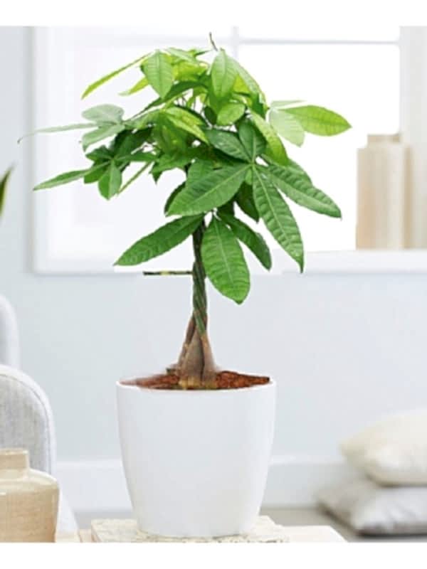 Para Ağacı Çiçeği